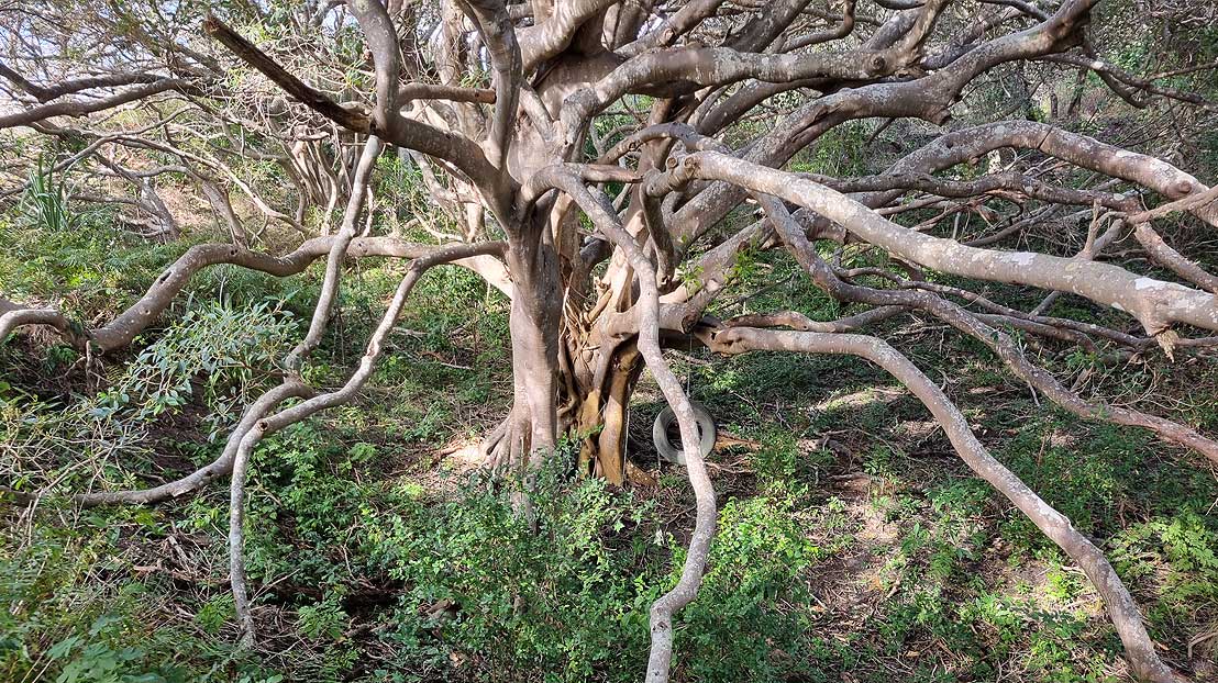 The fig tree playground loved by children