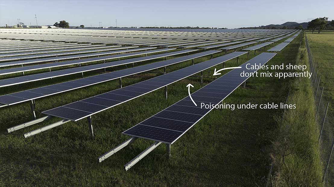 Who is going to tell the sheep not to eat the electrical cables running along the solar panel installations?
